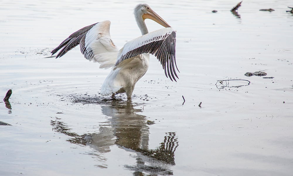 pelican-wings