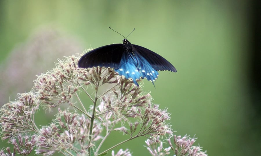 A blue and black butterfly with white spots spreads its wings.