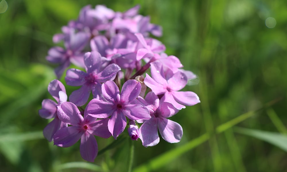 prairie-phlox-west-chicago-prairie