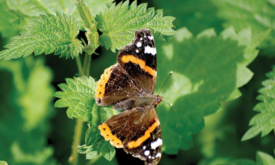 A butterfly with black, orange, and white markings flies around a hairy plant.