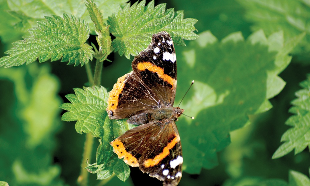 red-admiral-on-nettle-c-Andy-Rogers-1