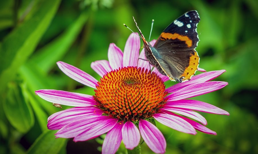 A butterfly lands on a purple flower.