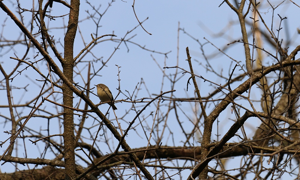 ruby-crowned-kinglet