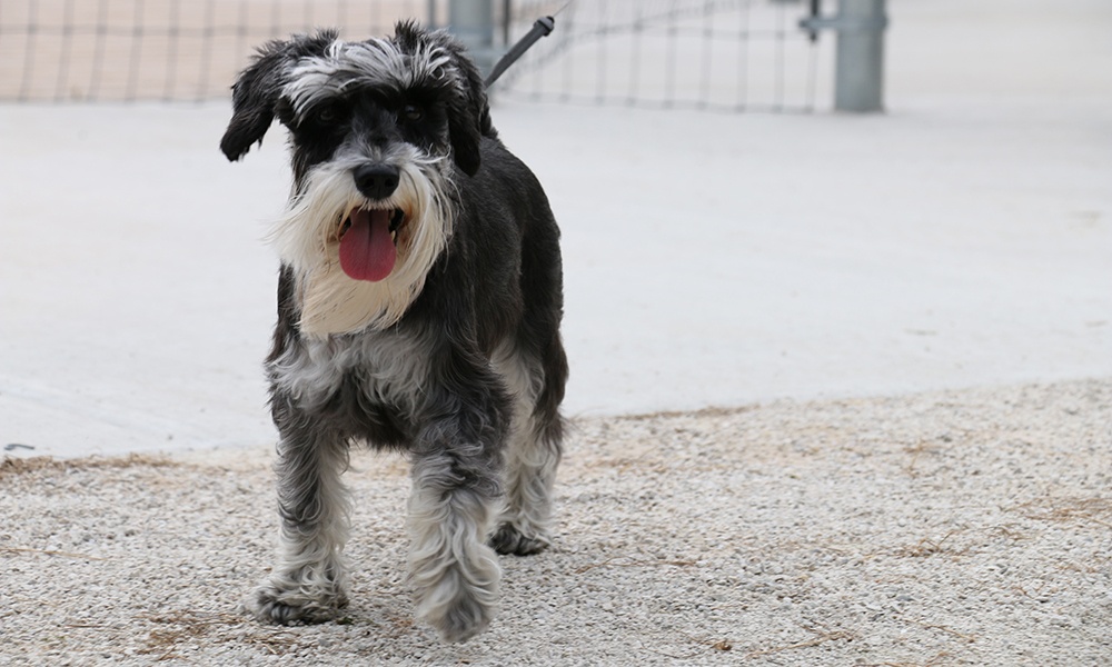 schnauzer-off-leash-dog-area