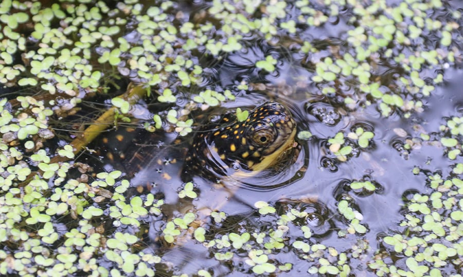 A turtle pokes its head just above the surface of a pond.