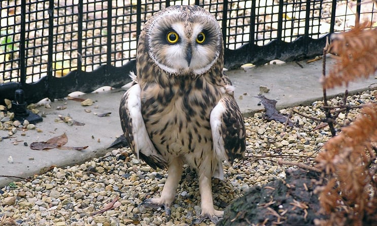 short-eared-owl-exhibit.jpg