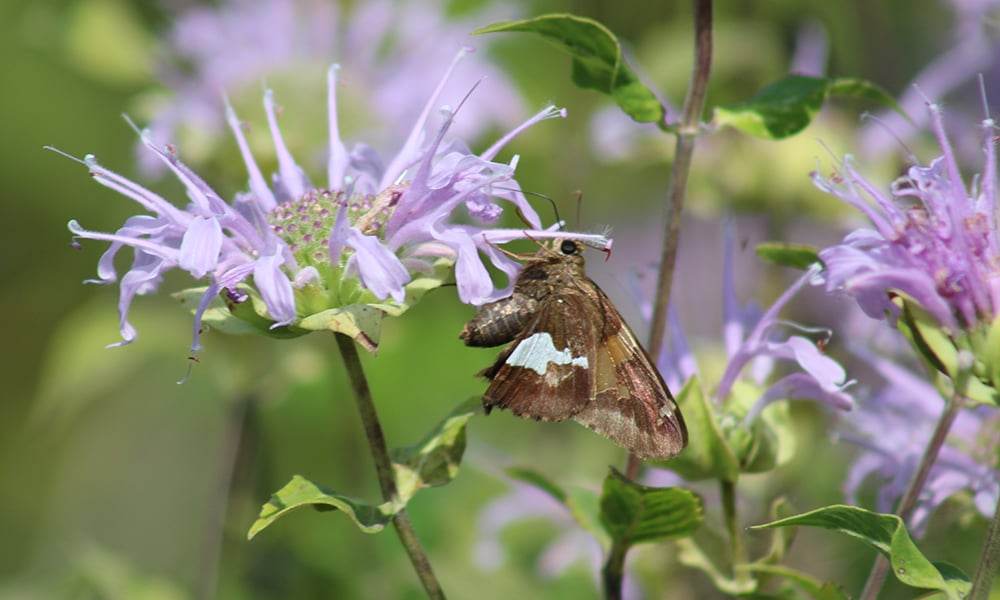 silver-spotted-skipper-bergamot