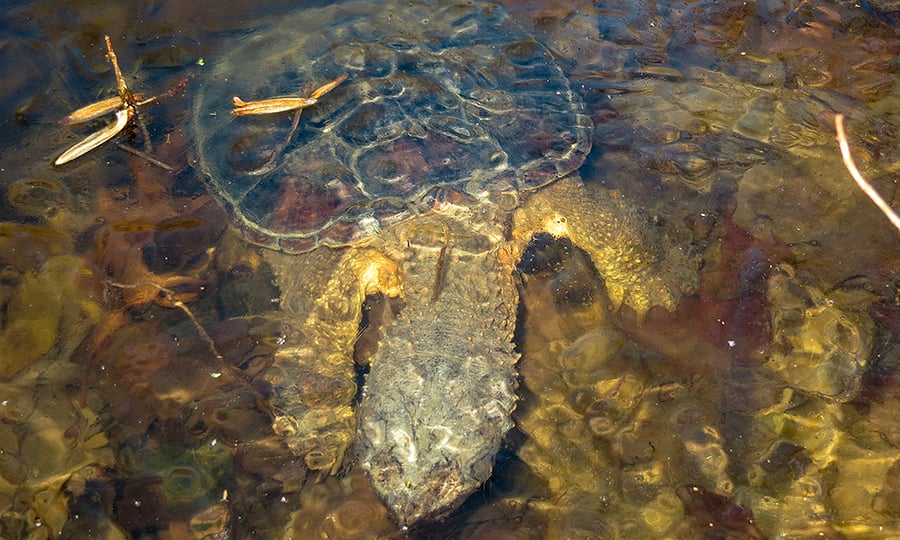 A sheet of ice blurs a turtle below it.