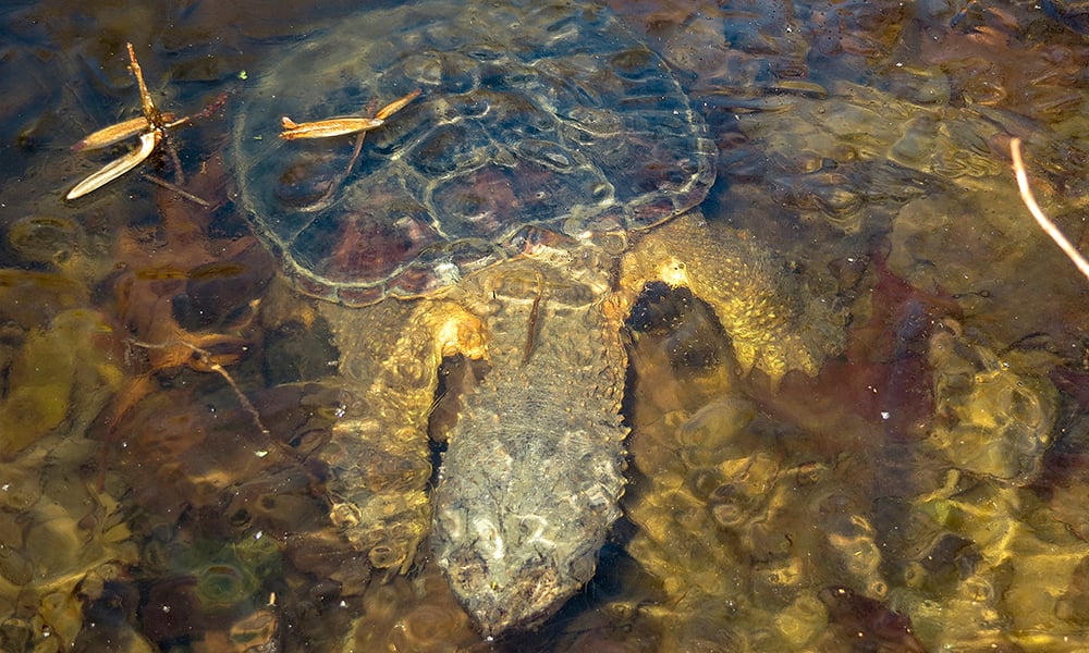 snapping turtle-c-Cliff-Fairweather-Long-Branch-Nature-Center