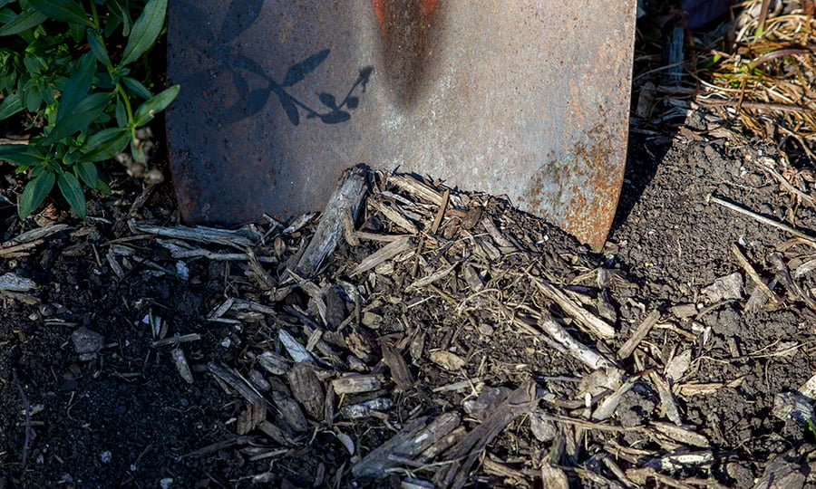 A shovel is inserted into mulch and dirt.