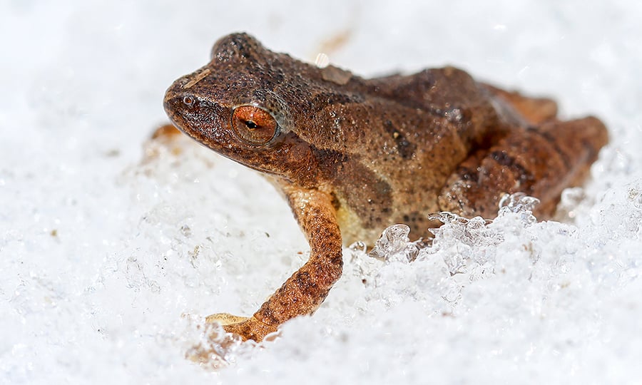 A brown frog sits in a pile of slush.