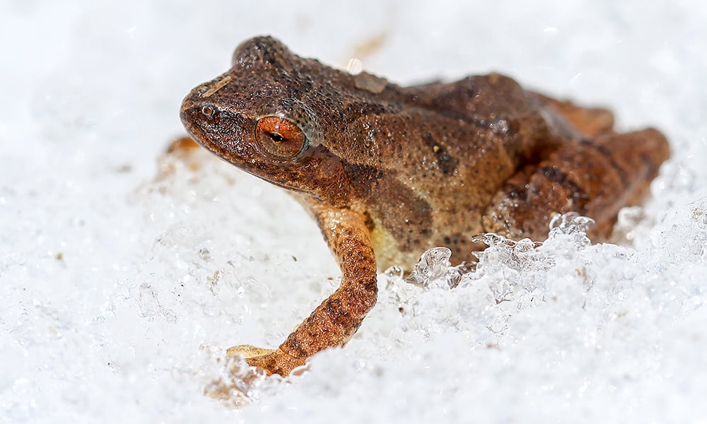 spring-peeper-c-naturallycuriouswithmaryholland-wordpress-com