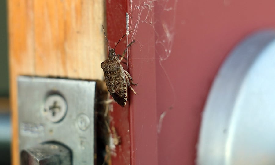 A stinkbug crawls up a red door frame.
