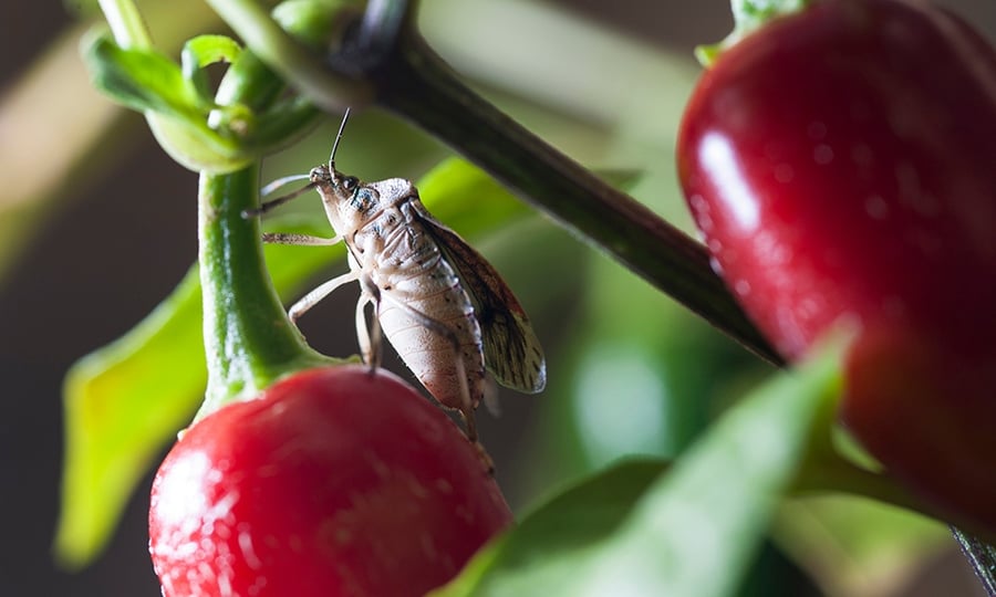 A stinkbug feeds on a red pepper that hangs from a plant.