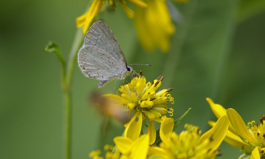 A grey buttefly with black dots eats from a yellow flower.