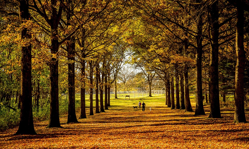 tree-lined-promenade