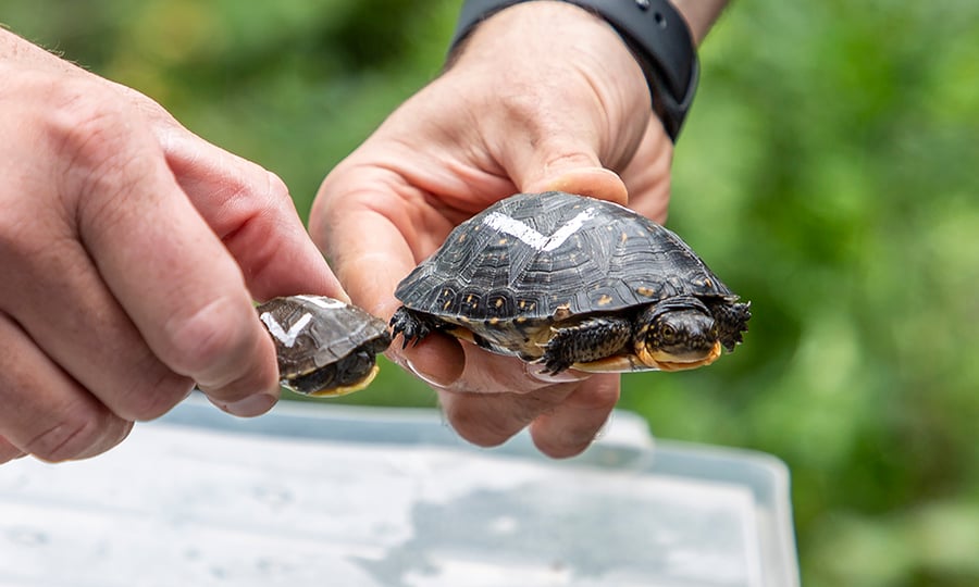 A tiny newborn turtle is held next to an adult turtle that is multiple times its size.