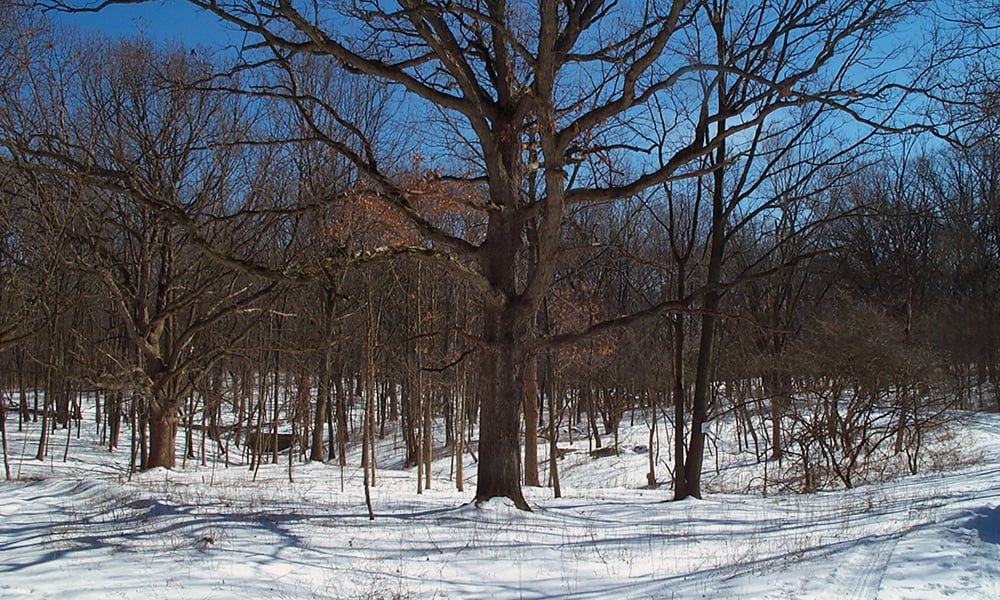 waterfall-glen-oak-savanna-winter-topography