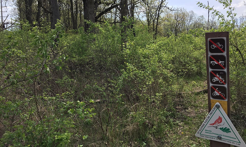 west-chicago-prairie-invasive-species