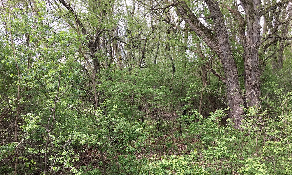 west-chicago-prairie-undesirable-trees-2