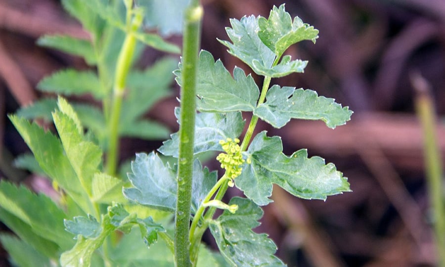 Broad leaves of a wild parsnip surround its small flowers.