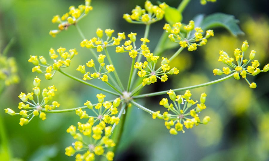 Yellow flowers sprout from a wild parsnip plant.