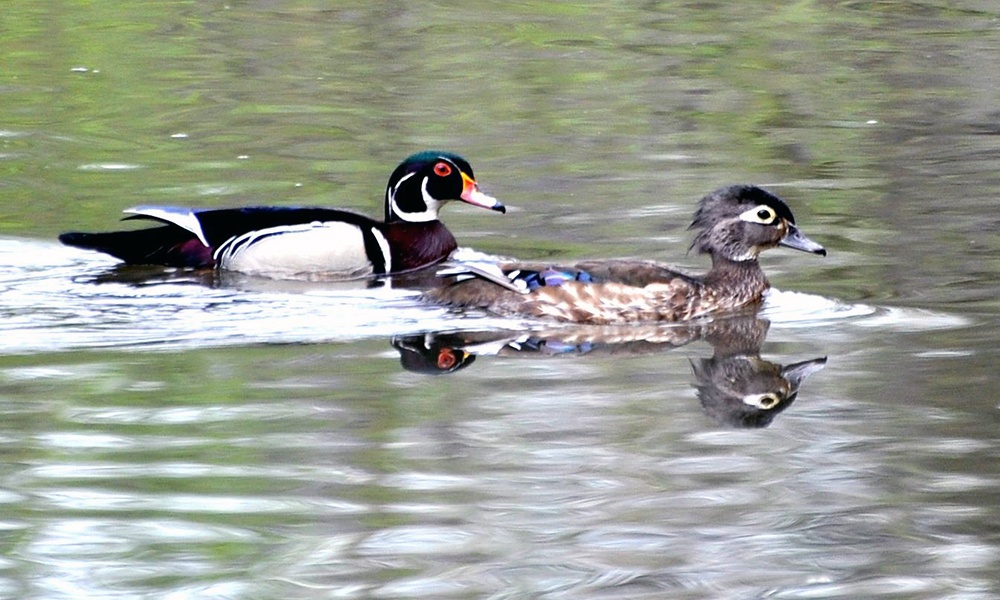 wood-ducks-fullersburg-woods