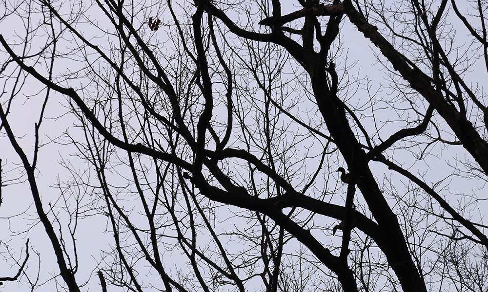 wood-ducks-in-tree-silhouette