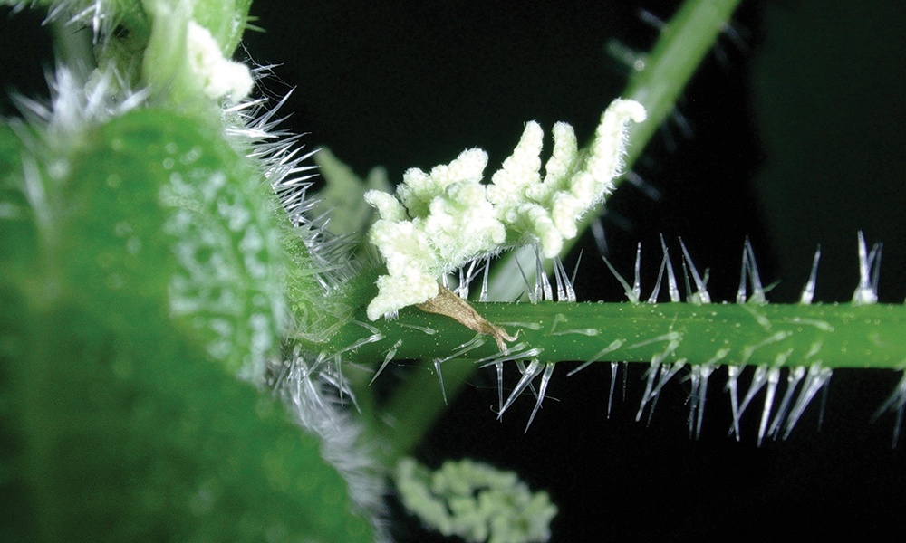 wood-nettle-hairs-c-naturalist39-1