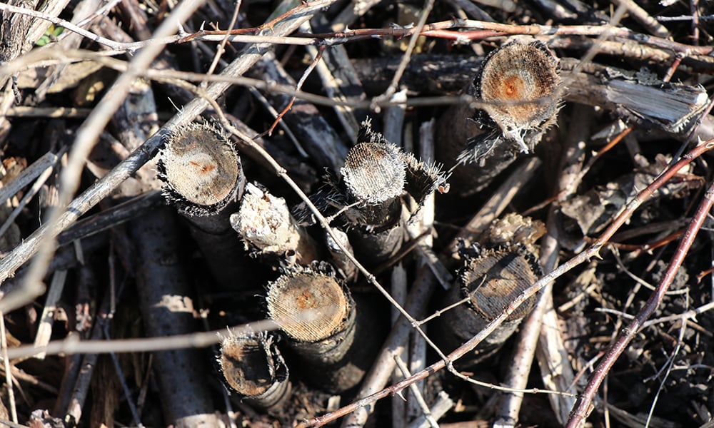 woody-invasive-removal-west-chicago-prairie