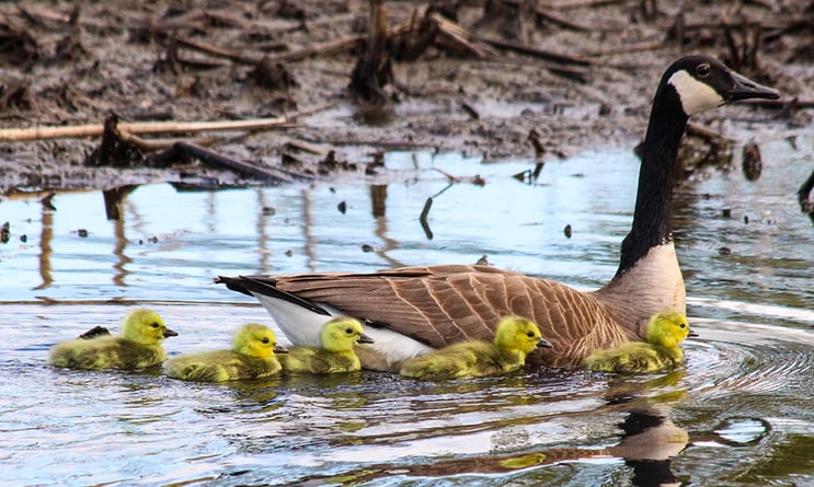 geese_family_Alex_DeBear