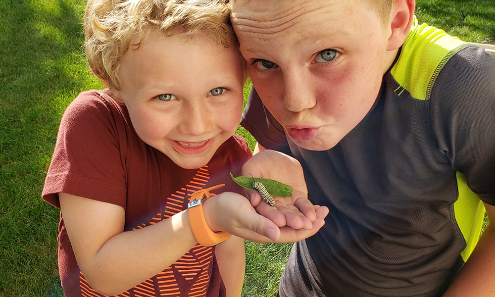 2018-caulk-boys-monarch-caterpillar
