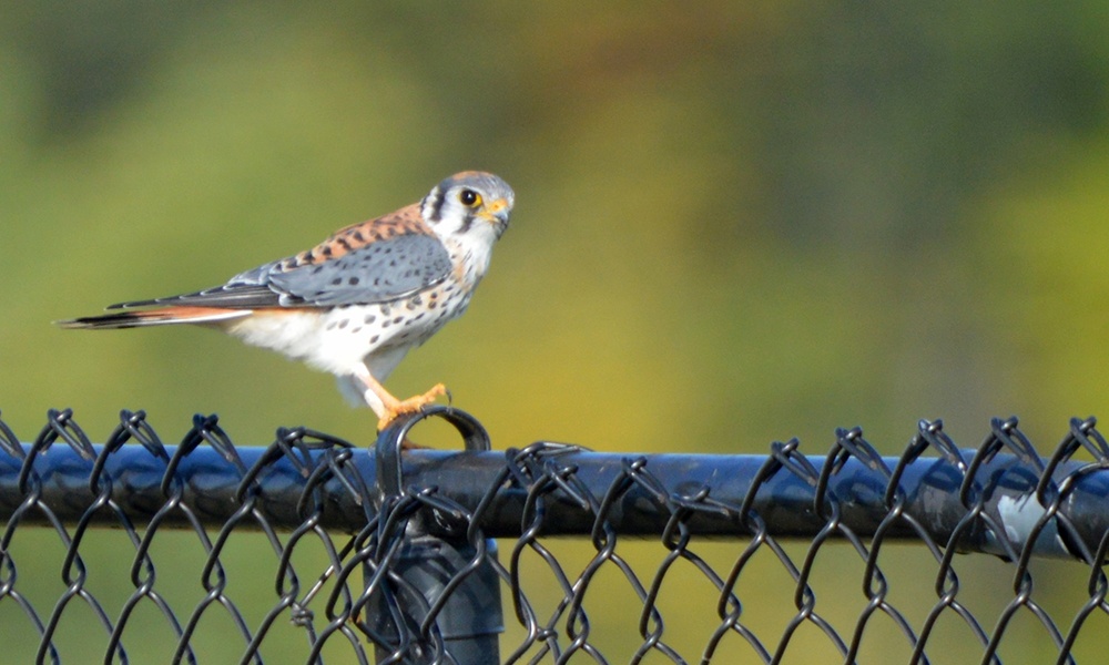 American-kestrel-katherine-howard