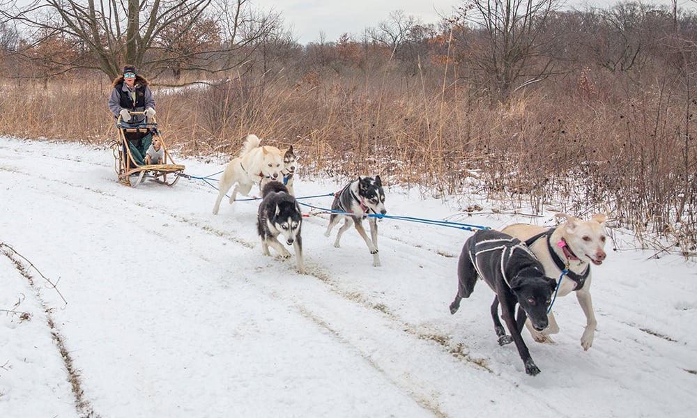 Annette-dogsledding