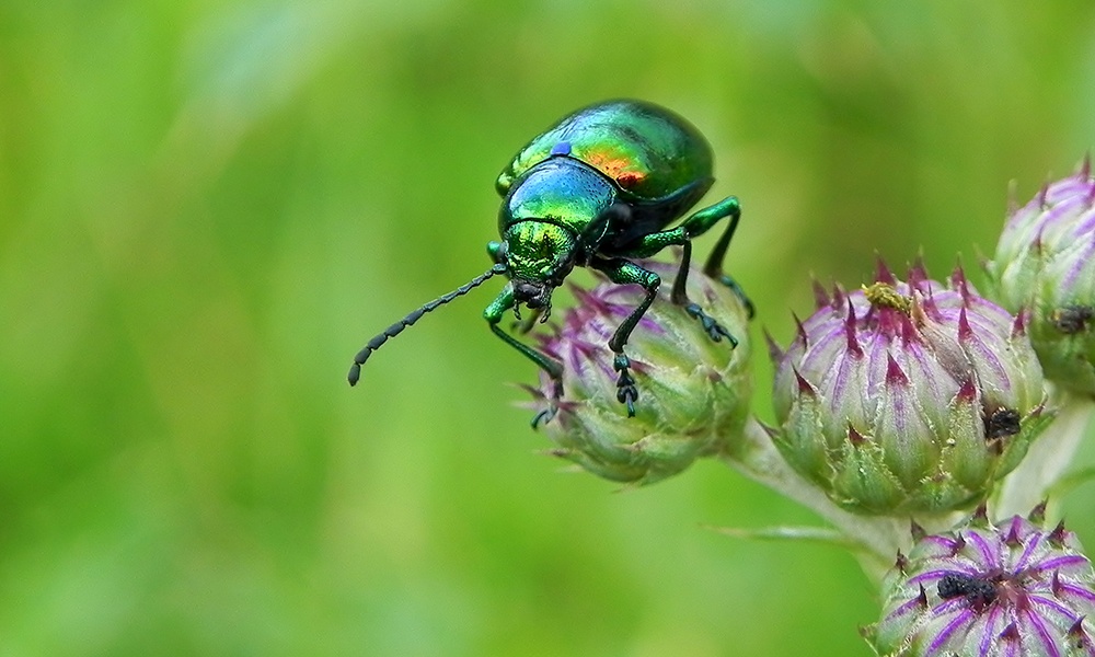 Beetle-Dogbane