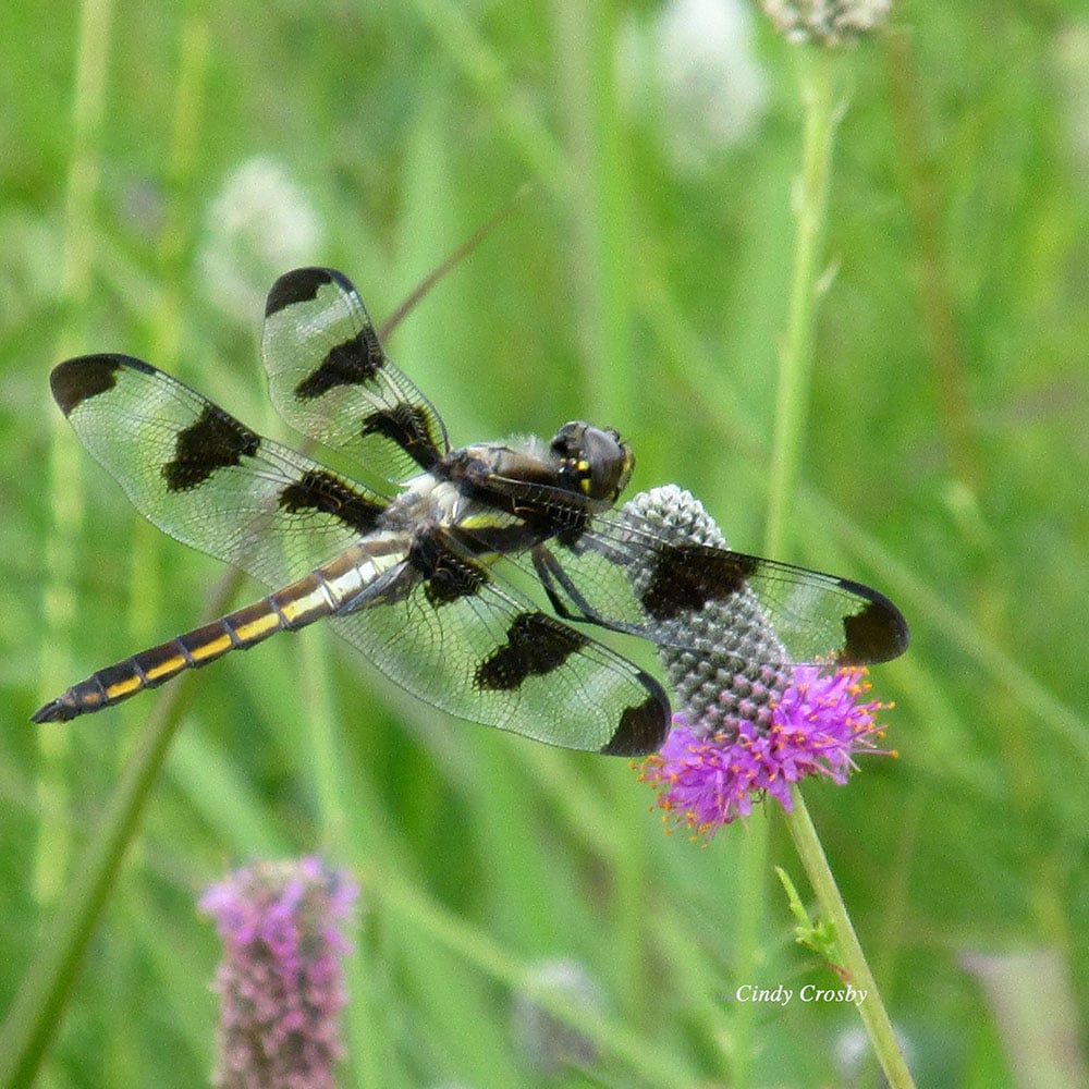 12-spotted-skimmer-credit-Cindy-Crosby