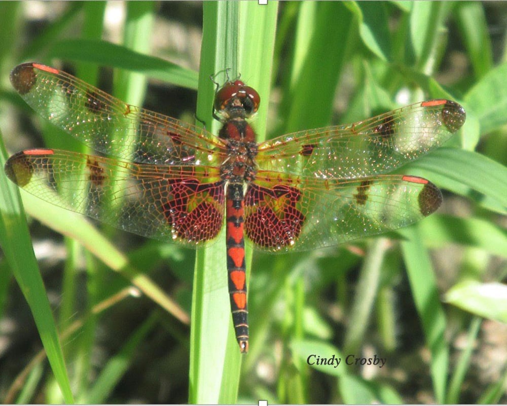 Calico-Pennant-by-Cindy-Crosby-from-SPWM