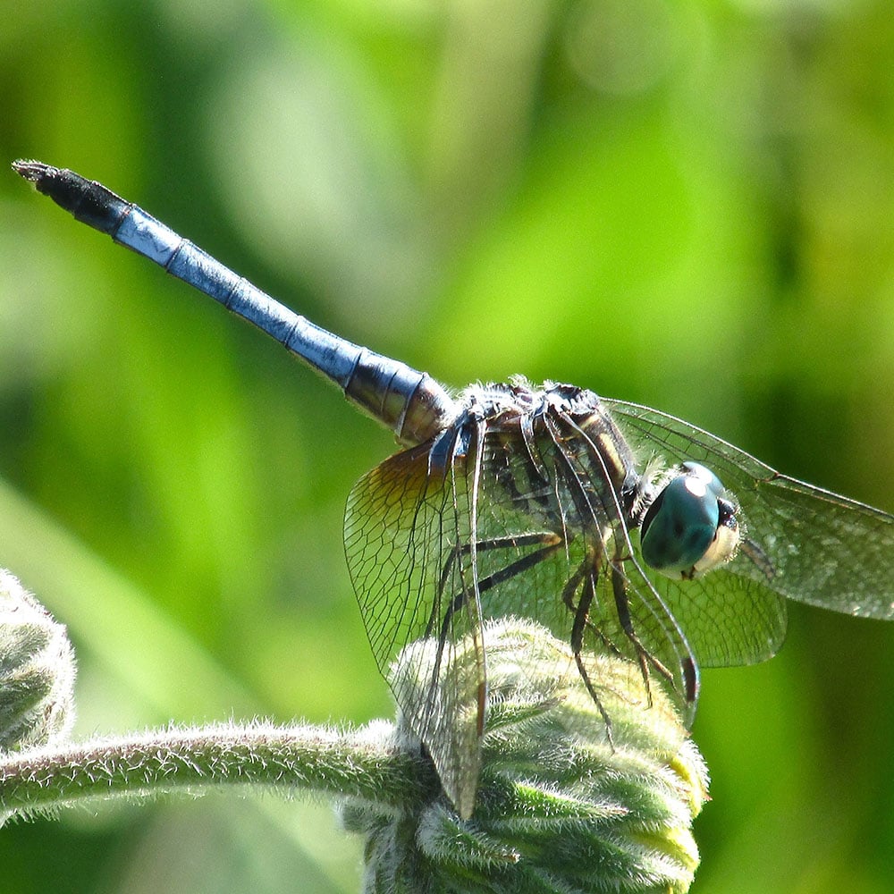 blue-dasher-Credit-Cindy-Crosby-2015