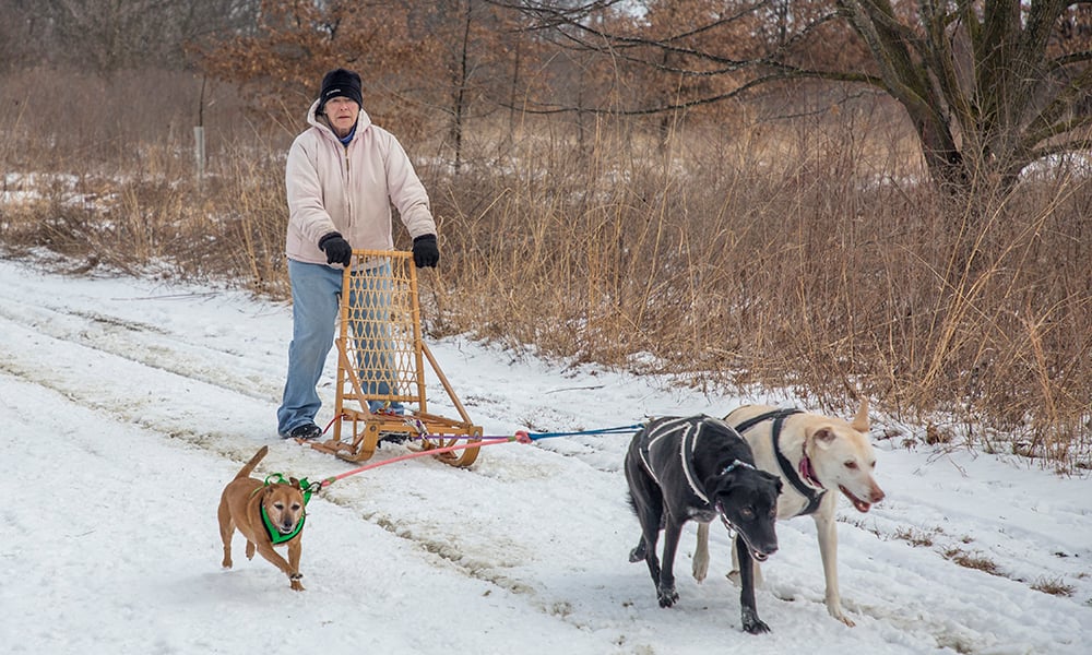 Deb-Maizie-dogsledding