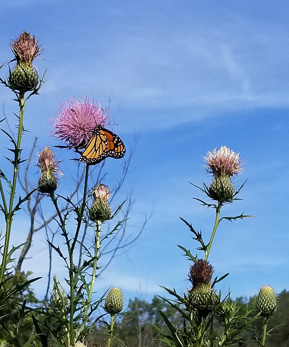 Debby-GV-thistle