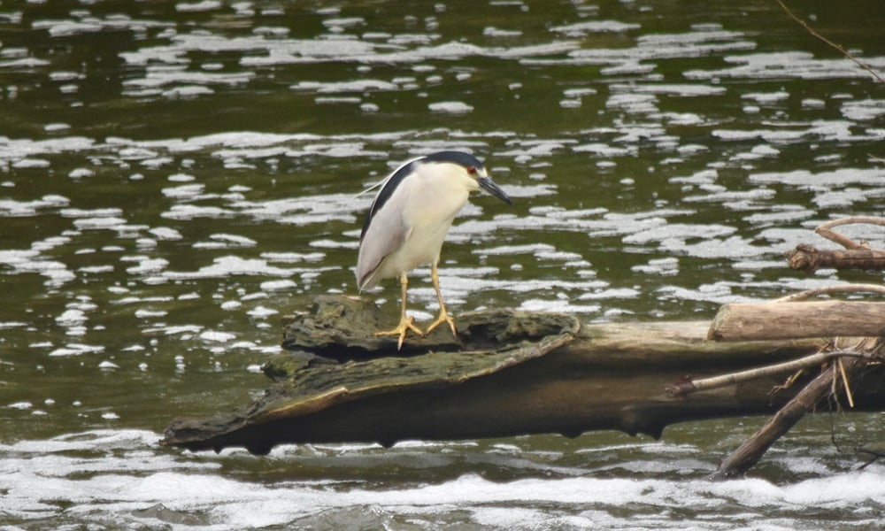 Fullersburg-black-crowned-night-heron