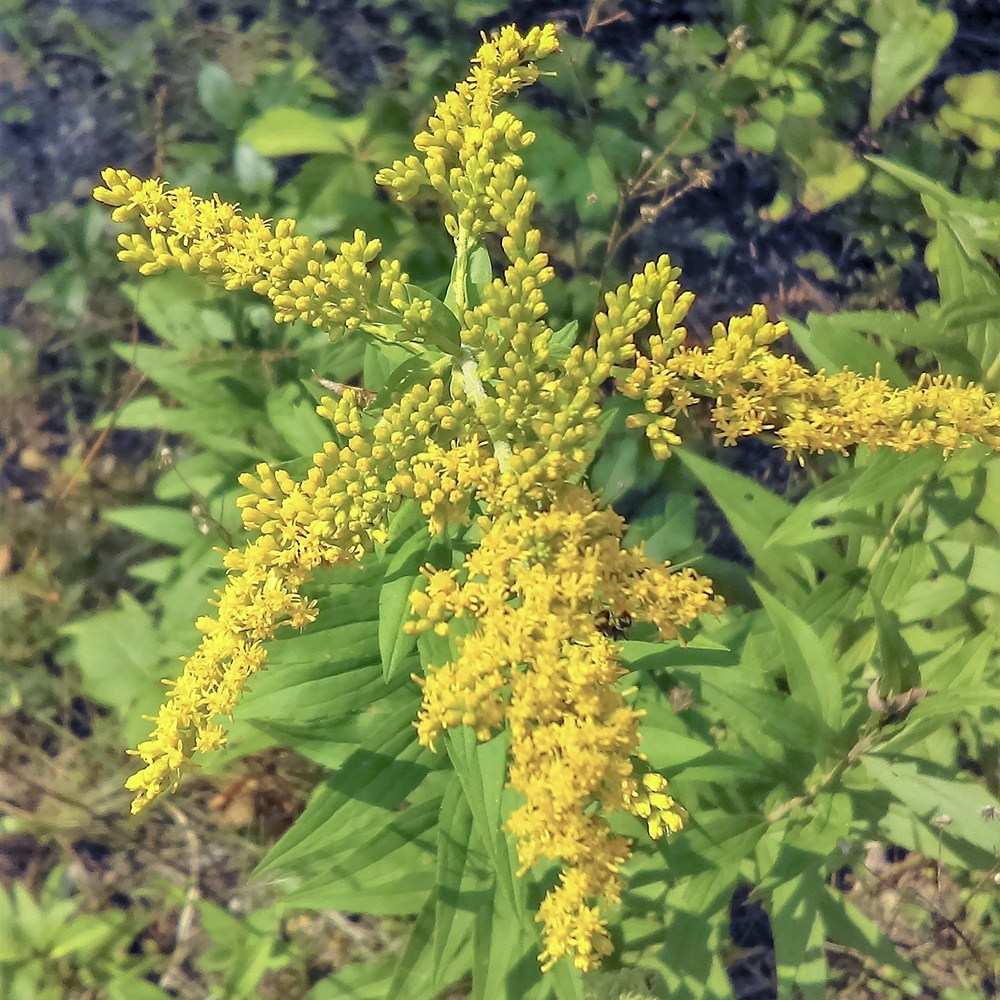 HIdden-Lake-goldenrod