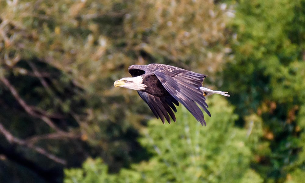 Bald-eagle-East-Branch-Henry-Kim