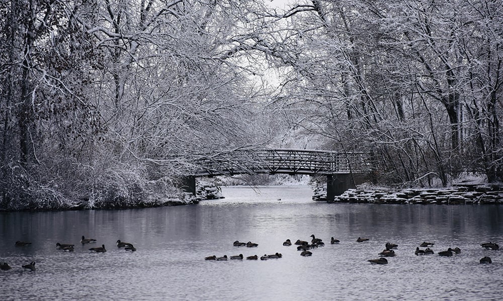 Herrick-Lake-bridge-ducks