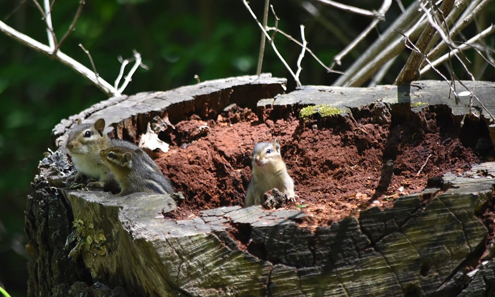 Herrick-Lake-chipmunks