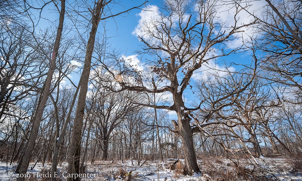 Hidden-Lake-winter-trees-2-Heidi-Carpenter