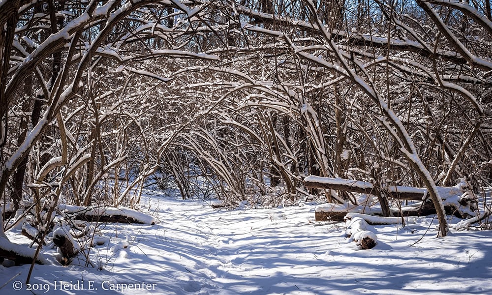 Hidden-Lake-winter-trees-Heidi-Carpenter