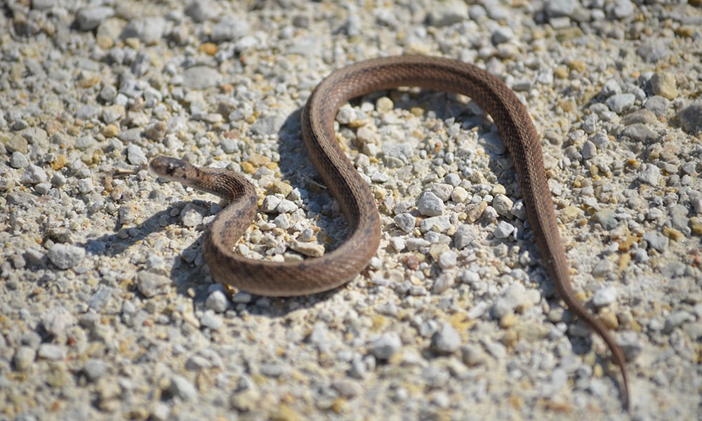 Brown-Snake-john-cebula