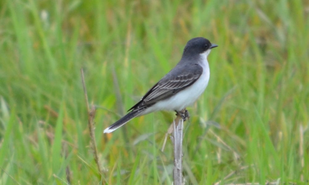 Eastern-Kingbird-Hidden-Lake