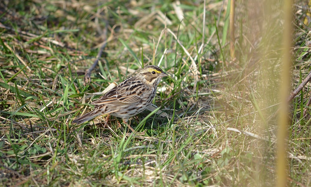 Savannah-Sparrow-West-Branch-FP